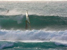 Windsurfing - some big fish in the water at gnarloo