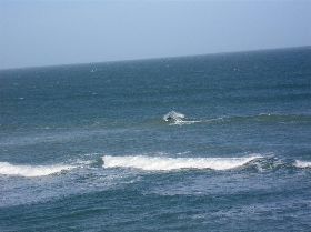Mid Coast SA this morning
